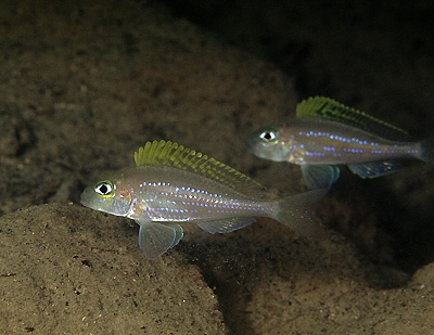 Xenotilapia cf. papilio 'Kiku'